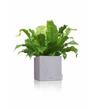 Āra puķu pods Lechuza Canto Stone Cube