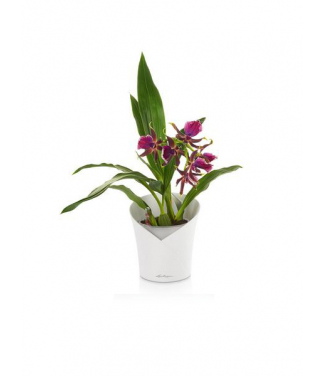 Stilīgs plastmasas pods orhidejām Lechuza Orchidea