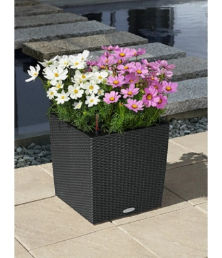 Stilīgs puķu pods Lechuza Cube Cottage 40