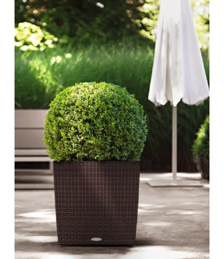 Augu pods Lechuza Cube Cottage 50