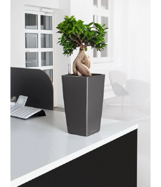 Puķu pods Lechuza Cubico 22