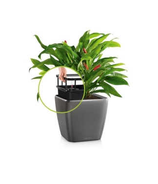 Ziedu pods Lechuza Quadro 21