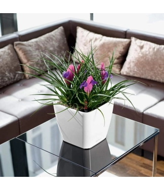 Ziedu pods Lechuza Quadro 21