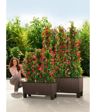 Āra puķu pods Lechuza Trio Cottage