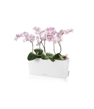 Augu kaste Lechuza Delta Premium