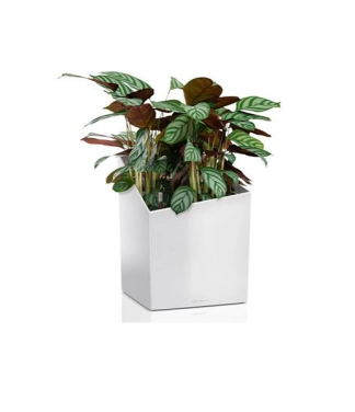 Puķu pods Lechuza Cursivo