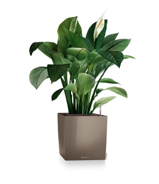 Stilīgs puķu pods Lechuza Cube