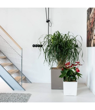 Stilīgs puķu pods Lechuza Cube