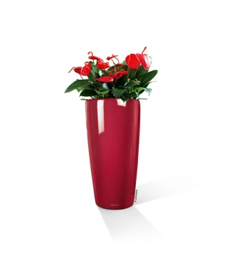 Elegants augu pods Lechuza Rondo