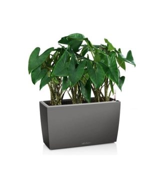 Stilīgs puķu pods Lechuza Cararo