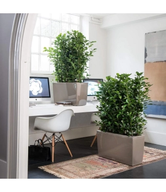 Stilīgs puķu pods Lechuza Cararo