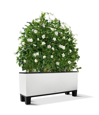 Lechuza Trio Cottage pēdiņas