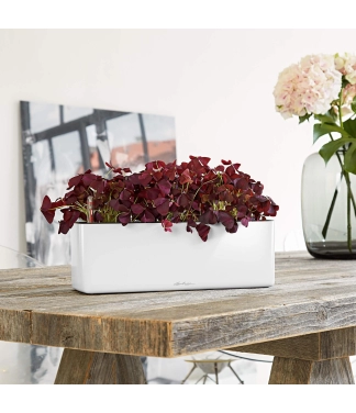 lechuza baltas lovelis gėlėms