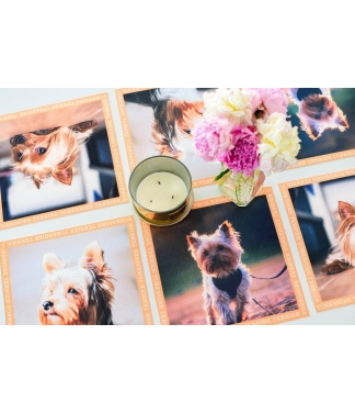 Jorkšīras terjera paliktņu komplekts