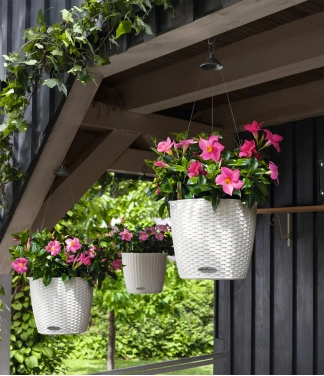 lechuza vazonai pakabinami