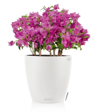 lauko vazonas lechuza baltas