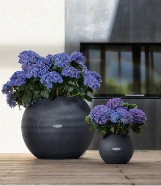 lechuza vazonas puro apvalus pilkas