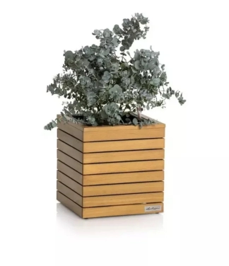 Lechuza pods zems dabīgais koks Palo 35