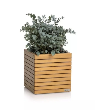 Lechuza pods zems dabīgais koks Palo 45