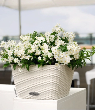 lechuza vazonas balta spalva