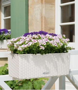 lechuza baltas lovelis gelems