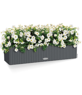 lechuza lovelis gelems tamsiai pilkas