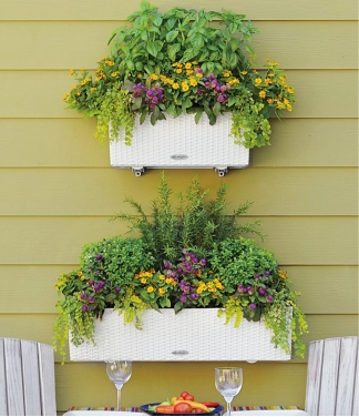 lovelis gelems lechuza balconera