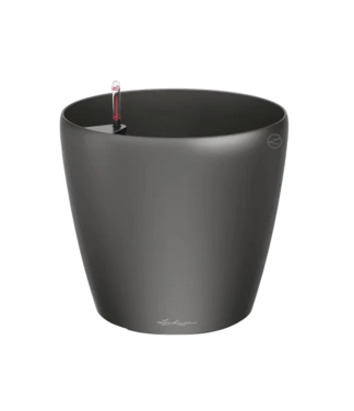 pilkas vazonas gelems