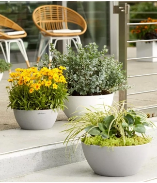 Lechuza vazonai gėlėms maži