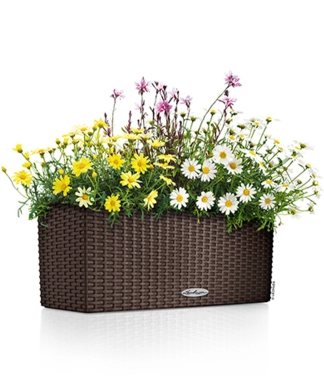 lovelis gelems lechuza balconera