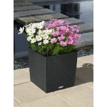 Stilīgs puķu pods Lechuza Cube Cottage 40 1