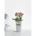 Puķu pods Lechuza Cubico 22 3