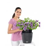 Piekarināms puķu pods Lechuza Nido Cottage 28 2