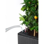 Āra puķu pods Lechuza Trio Cottage 3