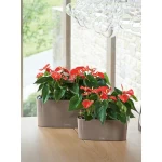 Augu kaste Lechuza Delta Premium 1