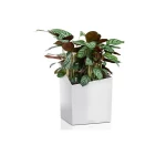 Puķu pods Lechuza Cursivo 5