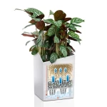 Puķu pods Lechuza Cursivo 3