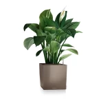 Stilīgs puķu pods Lechuza Cube 2