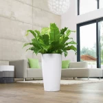 Elegants augu pods Lechuza Rondo 2