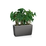 Stilīgs puķu pods Lechuza Cararo 4