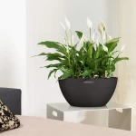 Gudrais puķu pods Lechuza Cubeto Color 1