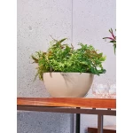 Gudrais puķu pods Lechuza Cubeto Color 1