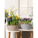 Gudrais puķu pods Lechuza Cubeto Color 2