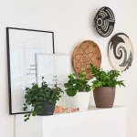 Krāsains puķu pods Lechuza Classico Color 1