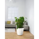 Krāsains puķu pods Lechuza Classico Color 3