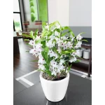 Klasiskais pods Lechuza Classico LS 1