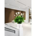 Klasiskais pods Lechuza Classico LS 2