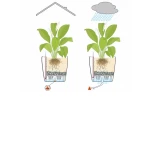 Puķu pods Lechuza Classico 60 3