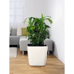 Lechuza ritenīši podu pārnēsāšanai 2