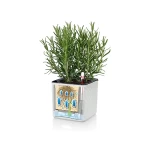 Zaļās sienas komplekts Lechuza Cube Color 14 3